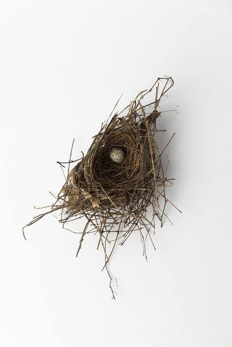 Jeanne Gang Shares Why She Keeps More Than 20 Bird’s Nests in Her Office - Dwell Jeanne Gang, Bird Nests Art, Backyard Birds Watching, Nest Art, Natural Dye Fabric, Organic Art, Her Office, Tower Design, Design Theory