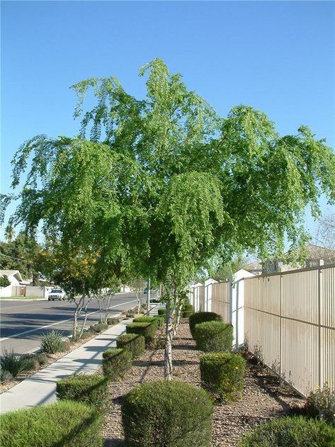 blockbuster chinese evergreen elm | ... ulmus parvifolia add common name chinese elm chinese evergreen elm Chinese Elm Tree, Ulmus Parvifolia, Farm Landscaping, Orange Patterns, Florida Landscaping, Elm Tree, Witch Garden, Front Yard Design, Chinese Evergreen