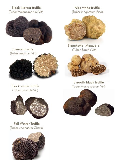 Growing Truffles, Truffle Mac And Cheese, Growing Mushrooms At Home, Truffle Pasta, Summer Truffle, Truffle Mushroom, Cookie Dough Truffles, Truffle Butter, Edible Mushrooms