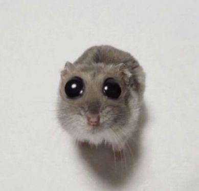 Hamster Eyes Boba, Hamster Boba Eyes, Boba Eyes Cat, Rat Memes Humor, Goofy Rat, Rats Funny, Ugly Rat, Rat Meme, Silly Rat