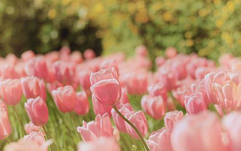 Flower Desktop Wallpaper, Pink Wallpaper Laptop, Desktop Wallpaper Design, Flower Meanings, Tulip Fields, Spring Landscape, Spring Wallpaper, Flower Landscape, Flower Quotes