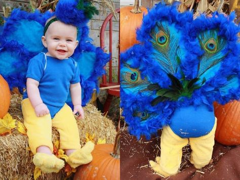 Halloween Blessings, Baby Peacock Costume, Diy Peacock Costume, Peacock Costume Diy, Peacock Halloween Costume, Peacock Halloween, Baby Peacock, Diy Peacock, Peacock Baby