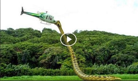 Anaconda Attack, World Biggest Snake, Unexplained Pictures, Giant Anaconda, Anaconda Snake, Cool Snakes, Giant Snake, Largest Snake, Scary Animals