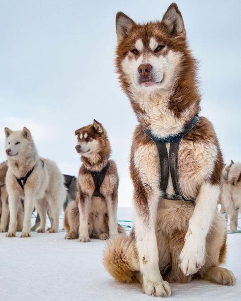 Cristina Mittermeier on Instagram: “Throughout our precarious trek across Greenland’s wintry wilds, I could always count on our trusted team of sled dogs to bring a smile to…” Sled Dog Photography, Arctic Region, Greenland Dog, Animal Poses, Huskies Sled, Pretty Puppies, Winter Shoot, Wolf Husky, Dog Sled