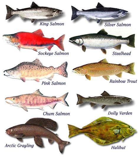 salmon Salmon Species, Chum Salmon, Fish Chart, Species Guide, Animals Name In English, Halibut Fishing, Alaska Salmon, Ikan Air Tawar, Homer Alaska