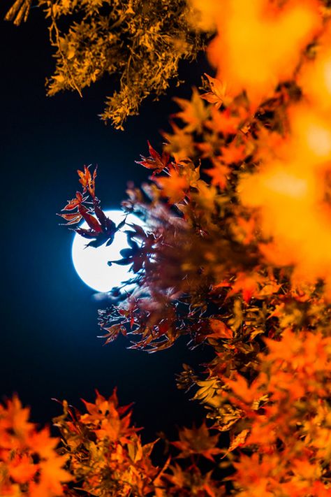 Autumn moon dark sky night autumn moon leaves fall orange bright seasons Space Aesthetic, Shoot The Moon, Orange Leaves, Moon Pictures, The Full Moon, Beautiful Moon, Harvest Moon, Autumn Beauty, Arte Fantasy