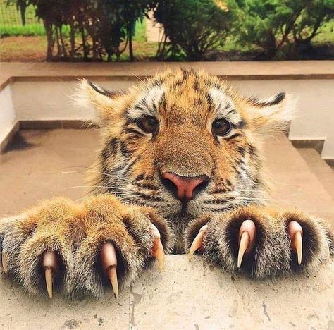 Tiger Species, Tiger Paw, Cute Tigers, Pretty Animals, Majestic Animals, Cute Animal Photos, Wild Life, Animal Photo, Beautiful Cats