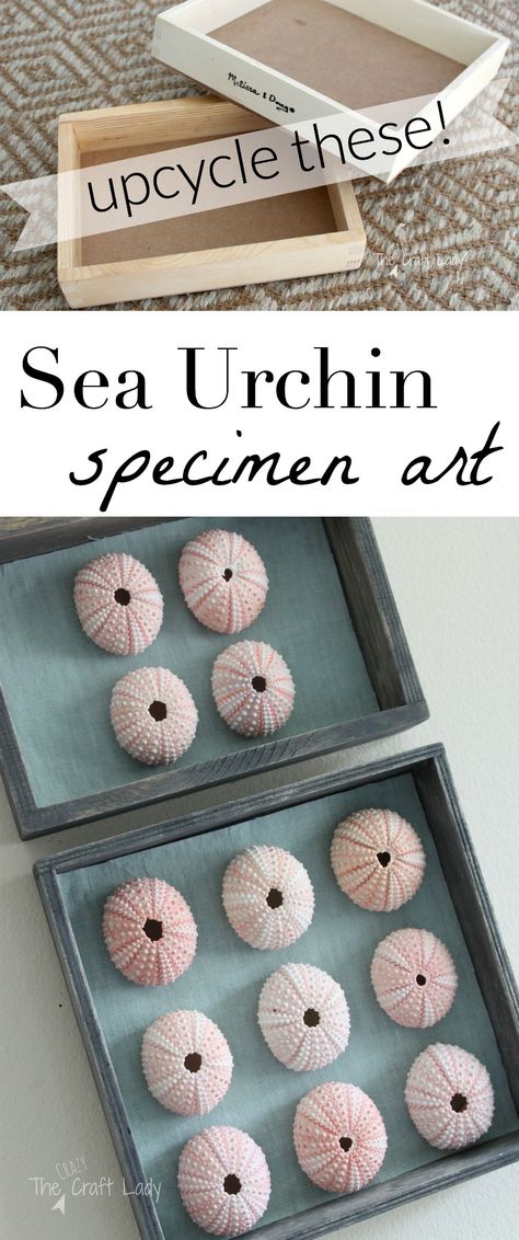 Don't throw away those wooden toy boxes! Upcycle them into AMAZING specimen art for your walls. Box Upcycle, Seashell Decor, Wooden Toy Boxes, Shells Diy, Sea Urchins, Tin Can Crafts, Sea Urchin, Can Crafts, Themed Crafts