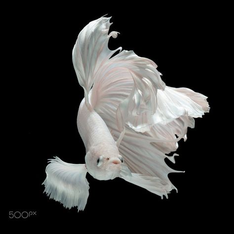 White Dragon by Kidsada Manchinda on 500px Fish Aesthetic, Pretty Fish, Beta Fish, White Dragon, Beautiful Fish, Fantasy Aesthetic, Ocean Animals, Betta Fish, Koi Fish