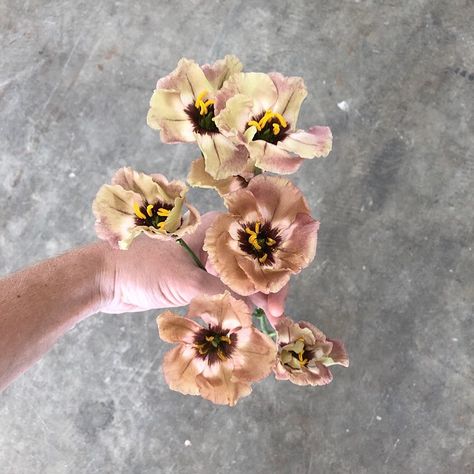 Evergreen Flower Co. on Instagram: “The most reliable dusty rose flower out there ✨ “wondrous brown” #lisianthus . . . . . .  #evergreenflowerco #nashvilleflorist…” Dusty Wedding Flowers, Light Brown Lisianthus, Bohemian Mocha Lisianthus, Roseanne Brown Lisianthus, Brown Lisianthus, Taupe Flowers, Dusty Rose Flowers, Evergreen Flowers, Berry Wedding