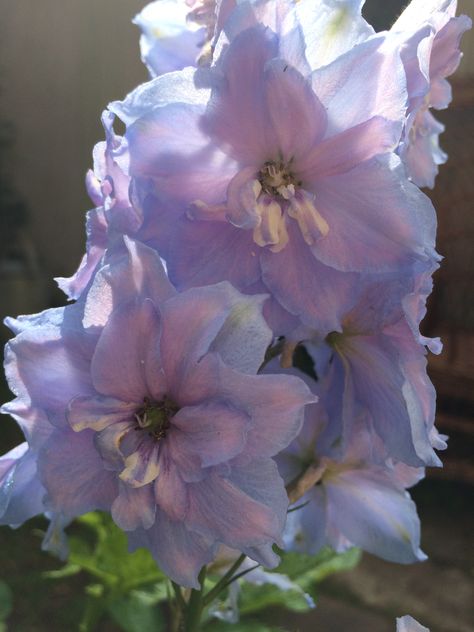 Delphinium Delphinium Grandiflorum, Delphinium, Beautiful Blooms, Garden Inspiration, Plants, Nature