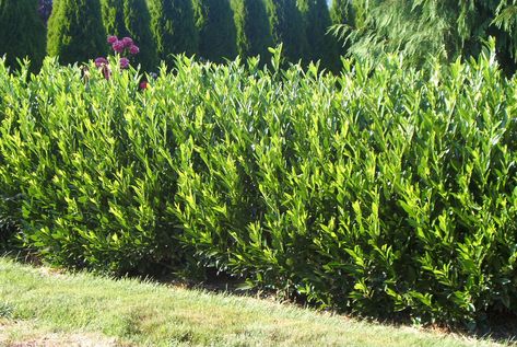 Prunus laurocerasus 'Otto Luyken' - Luykens Laurel | PlantMaster Otto Luyken Laurel Front Yards, Otto Luyken Laurel, English Laurel, Laurel Shrub, Prunus Laurocerasus, Shrubs For Landscaping, Evergreen Bush, Bushes And Shrubs, Planting Design