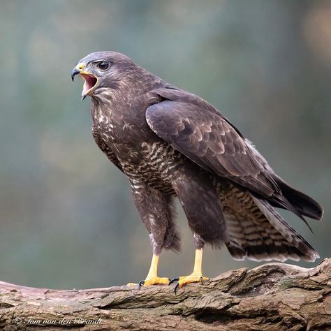 Buzzard Bird, Birds Eagle, Common Buzzard, Crow Books, Eagle Pictures, Buzzard, Eye Spy, Art Beautiful, Birds Of Prey