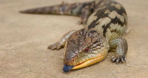 Lizard's bright UV tongue helps to scare off predators http://feeds.mashable.com/~r/Mashable/~3/ad_rmxP9oE0/ #hello Blue Tounged Skink, Blue Tongue Lizard, Lizard Drawing, Lizard Species, Blue Tongue Skink, Fun Facts For Kids, Salamanders, Cute Reptiles, Australian Wildlife