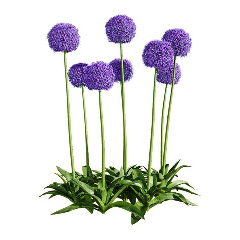 Allum Flower, Number Wallpaper Aesthetic, Flowers Png Hd, Allium Giganteum, Allium Flower, Allium Flowers, Number Wallpaper, Flowers For Valentines Day, Flower Png Images