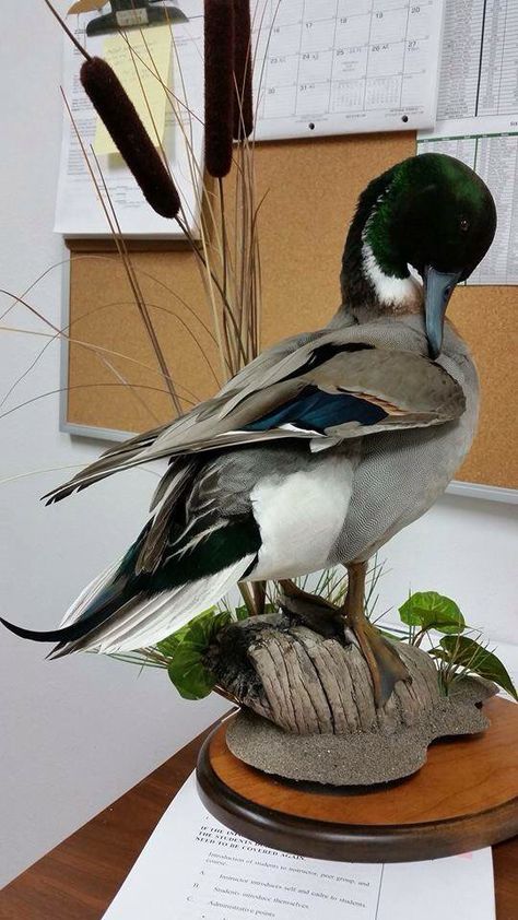 Duck. Wood Duck Mounts, Waterfowl Taxidermy, Duck Mount, Waterfowl Art, Bird Taxidermy, Taxidermy Decor, Blue Winged Teal, Taxidermy Display, Animal Taxidermy