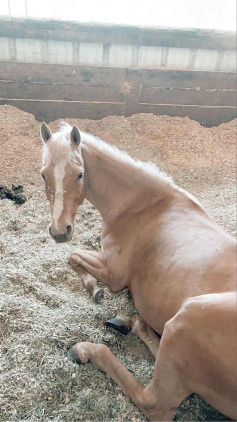 Palomino Andalusian, Kwpn Horse, Wild Palomino, Dark Palomino Horse, Quarter Horse Palomino, Palomino Horses, Palomino Arabian, Bay Horses, Palomino Horse