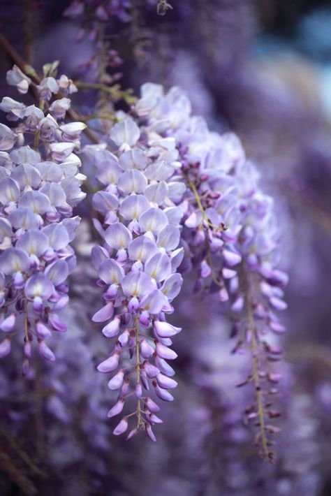 Keep your kids and pets away from these popular picks. Wisteria Trellis, Wisteria Sinensis, Deadly Plants, Night Blooming Flowers, Wisteria Tree, Garden Vines, Poisonous Plants, Garden Shrubs, Moon Garden