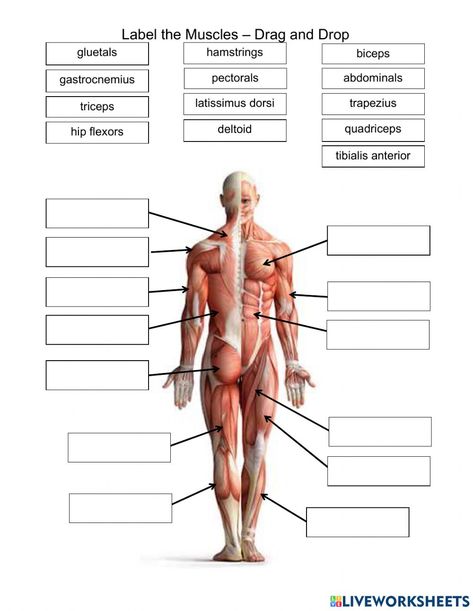 Muscular System Labeled, Muscular System For Kids, Human Body Muscles, Muscular System Anatomy, Skeleton Muscles, Muscle Diagram, Human Muscle Anatomy, Muscle System, Anatomy Bones