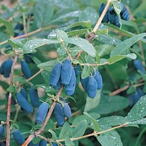 Blue Berries, Berry Plants, Blue Fruits, Garden Shrubs, Edible Landscaping, Food Forest, Growing Fruit, Fragrant Flowers, Edible Garden