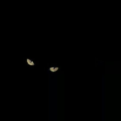 Eyes In The Dark, Eyes Staring, Dark Room Photography, Gothic Cat, Black Cat Decor, Cat Dark, Cat Photography, Cat Eyes, Cat Aesthetic