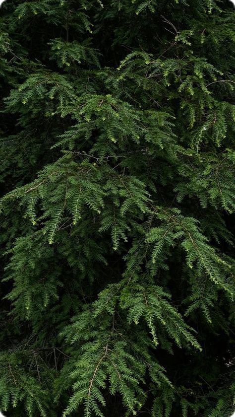 Scarab Color Aesthetic, Green Pine Tree Aesthetic, Evergreen Aesthetic Wallpaper, Evergreen Color Aesthetic, Dark Green Aesthetic Christmas, Dark Green Foliage, Evergreen Trees Aesthetic, Forest Green Asthetics, Pine Green Aesthetic