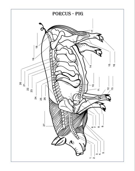 Dairy Cow Breeds, Animal Physiology, Vet School Motivation, Veterinary Anatomy, Anatomy Coloring, Vet Tech School, Anatomy Book, Anatomy Coloring Book, Book Guide