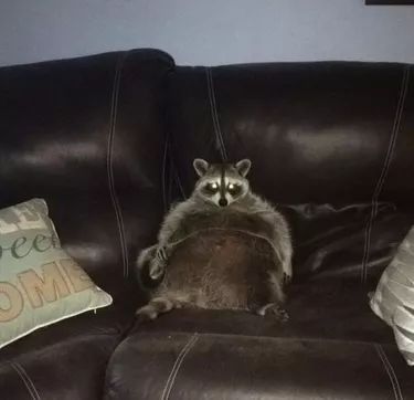 20 Chubby Raccoons Who Ate All The Foods | Cuteness Raccoon Memes, Fat Raccoon, Trash Pandas, Memes Pt, Pet Raccoon, New Student, Cute Raccoon, Raccoon Funny, Trash Panda