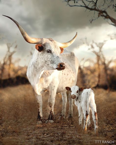 Old Truck Photography, Nguni Cows, Highland Cow Pictures, Nguni Cattle, Texas Animals, Pet Cows, Longhorn Cattle, Farmhouse Paintings, Cow Print Wallpaper