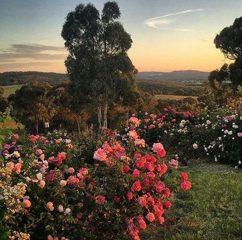 roseoilz:  “https://instagram.com/p/BP2xjLoj32-/  ” Garden Cottagecore, Garden Aesthetic, Nature Aesthetic, Rose Garden, Pretty Places, Earth Day, Land Scape, Mother Earth, Pretty Flowers