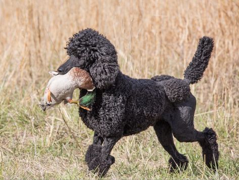 Black Standard Poodle, Pretty Poodles, Poodle Mom, Poodle Grooming, Live Animals, Dog Rooms, Pretty Dogs, Water Dog, Mixed Breed Dogs