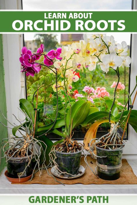 Transplanting Orchids, Inside Gardening, Diy Backyard Fence, Orchids In Water, Indoor Orchids, Orchid Plant Care, Blooming Orchid, Orchid Roots, Orchid Leaves