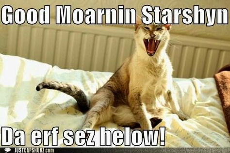 Good Morning Starshine, Cat Quotes, Funny Cat Memes, Funny Animal Memes, The Funny, Funny Animal, Animal Memes, Funny Cat, Just For Fun