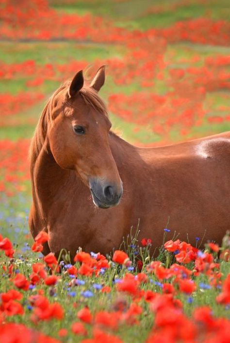 Horse in flower field Trees Painting, Most Beautiful Animals, Aspen Trees, Brown Horse, All The Pretty Horses, Horse Crazy, Cute Horses, Equine Photography, Pretty Horses