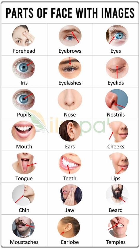 Face Vocabulary, Picture Vocabulary, Basic English Grammar Book, Face Parts, English Pronunciation Learning, English Phrases Sentences, Study English Language, English Learning Books, English Grammar Book