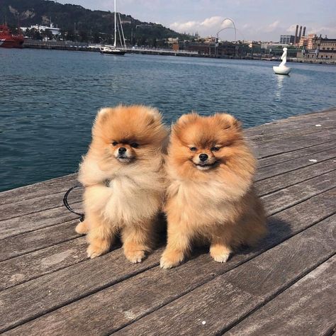 Dogs Group Photo, Pomeranian Pictures, Pom Mom, Sunshine Beach, Baby Shopping, Cute Pomeranian, Really Cute Puppies, Group Of Dogs, Cute Sun