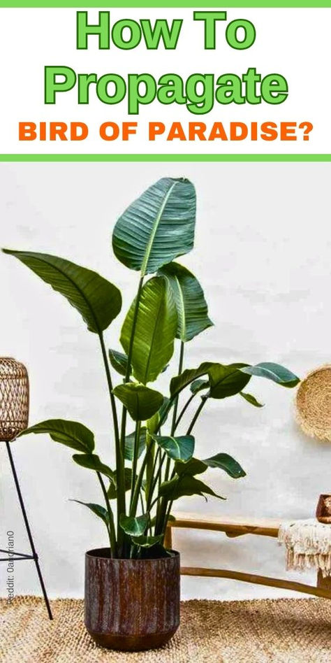 How to propagate bird of paradise, bird of paradise propagation, growing 
bird of paradise, bird of paradise care, bird of paradise plant, bird of 
paradise seeds, indoor bird of paradise, bird of paradise division, 
tropical plant propagation, gardening tips - How To Grow Birds Of Paradise Plant- Birds Of Paradise Plant Pot Size
- Bird Of Paradise Plant Care Tips
Bird Of Paradise Plant Indoor Care & Outdoor Care
- Birds Of Paradise Plant Propagation
- How To Grow Birds Of Paradise Plant How To Propagate Bird Of Paradise Plant, Propagate Bird Of Paradise, Giant Leaves, Birds Of Paradise Plant, Bird Of Paradise Plant, Paradise Flowers, Paradise Plant, Plant Problems, Garden Life