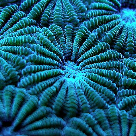 Coral Reef Photography, Yellena James, Microscopic Photography, Sea Plants, Organic Structure, Beautiful Sea Creatures, Underwater Creatures, Unusual Plants, Ocean Creatures