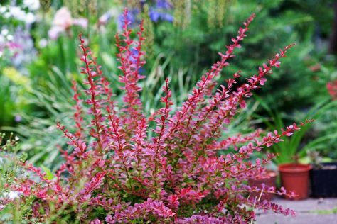 Small Flowering Plants, Plants Under Trees, Small City Garden, Shade Shrubs, West Facing Garden, Plant Zones, Zone 9, Small Shrubs, Colorful Plants