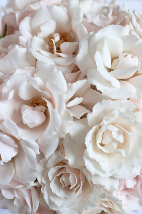 Vintage Wedding Colors, Dark Rose, Spray Roses, Deco Floral, Shades Of White, White Aesthetic, Design Branding, Pretty Flowers, White Roses