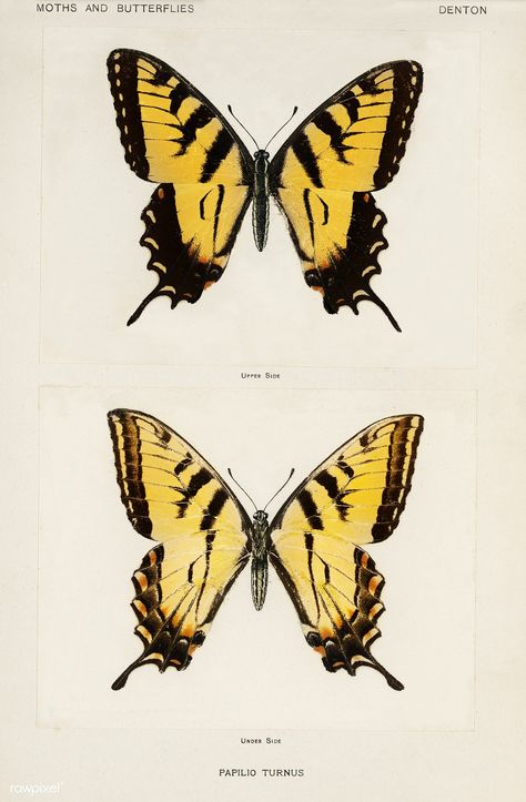 Eastern Tiger Swallowtail (Papilio Turnus) from Moths and butterflies of the United States (1900) by Sherman F. Denton (1856-1937). Digitally enhanced from our own publication. Tiger Swallowtail Butterfly Drawing, Eastern Swallowtail Butterfly Tattoo, Yellow Swallowtail Butterfly Tattoo, Acnh Insects, Tiger Swallowtail Butterfly Tattoo, Swallowtail Butterfly Drawing, Tiger Butterfly Tattoo, Yellow Swallowtail Butterfly, Yellow Butterfly Tattoo