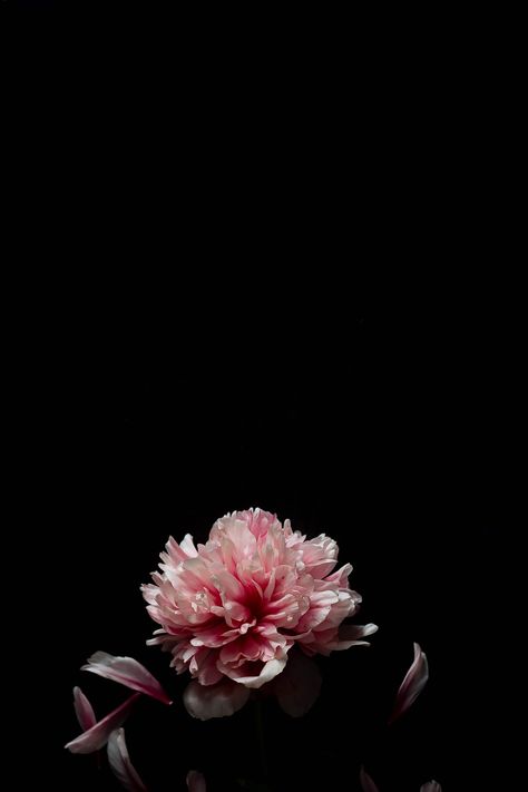 pink and white flower on black background photo – Free Amoled Image on Unsplash Pink Orchid Wallpaper, Wallpaper Hd Flower, Wallpaper Rose Flower, Iphone Flower Wallpaper, Wallpaper Aesthetic Flower, Beautiful Flower Wallpaper, Flower Wallpaper Iphone, Flower Wallpaper Aesthetic, Aesthetic Flower Wallpaper