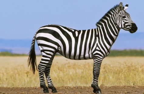 These Eight Traits Separate Mammals From Other Vertebrates: Hair and Fur African Animals Photography, Zebra Pictures, Plains Zebra, Different Types Of Animals, Zebra Art, Zebras Animal, Animal Groups, Facts For Kids, Types Of Animals