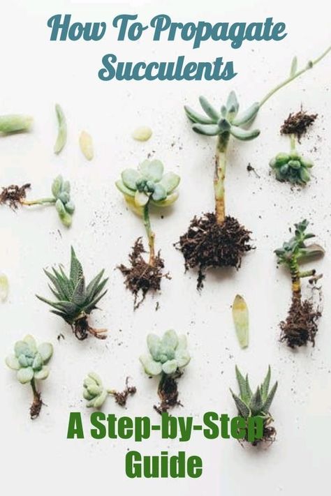 Morning Chores, Propagate Succulents From Leaves, Care For Succulents, Water Succulents, Succulent Propagation, Propagate Succulents, How To Water Succulents, Plant Succulents, Succulent Landscaping