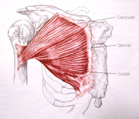 Pectoralis major muscle attachments Pectoralis Major, Anatomy Male, Anatomy Posters, Shoulder Anatomy, Human Movement, Alexander Technique, Gross Anatomy, Man Anatomy, Latissimus Dorsi