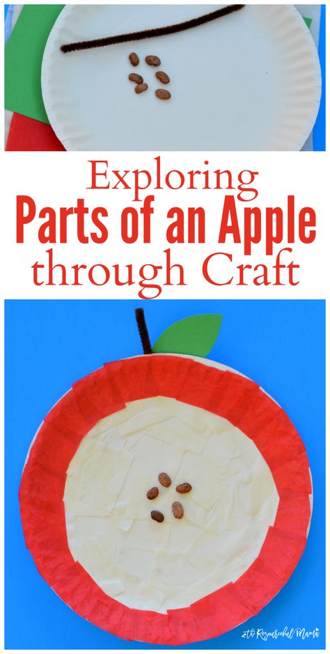 Crafting and science met in a hands on learning opportunity as you explore the parts of an apple. fall | apples | preschool | science | STEM Parts Of An Apple, Preschool Apple Theme, September Preschool, Apple Lessons, Craft Preschool, Apple Preschool, Science Stem, Apple Unit, Apple Activities