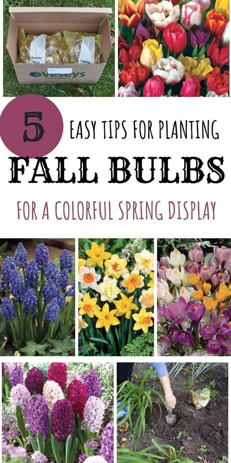 Fall Bulb Planting, Spring Display, Fall Bulbs, Garden Bulbs, Cut Flower Garden, Spring Bulbs, Garden Yard Ideas, Baby Shower Decor, Fall Plants