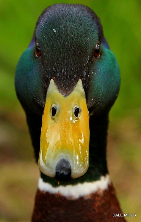 Close-up Duck Close Up, Waterfowl Taxidermy, Duck Photography, Kingfisher Painting, Duck Species, Duck Pictures, Duck Photo, Pet Ducks, Duck Art