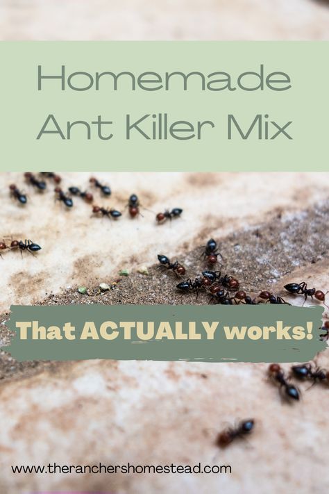 Any Killer Natural, How To Prevent Ants In The House, Remove Ants From House, Ant Mound Killer, How To Get Ride Of Ants In Your House, Ants In Kitchen Get Rid Of, Ant Control In House, Borax Ant Killer Recipe, Get Rid Of Fire Ants In Yard