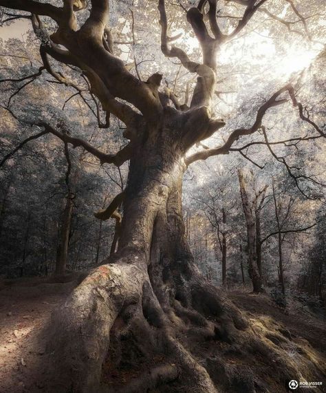 Photo by Rob Visser Photography Weird Trees, Horror Tattoo, Old Trees, Old Tree, Tree Photography, Unique Trees, Silver Tree, Tree Hugger, Tree Forest